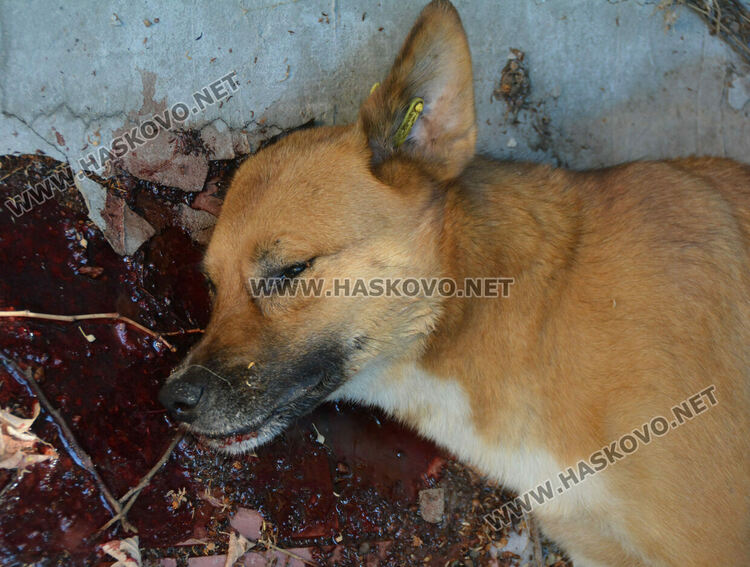 Хасковлии: Отровиха 3 кучета и котка край Тих труд