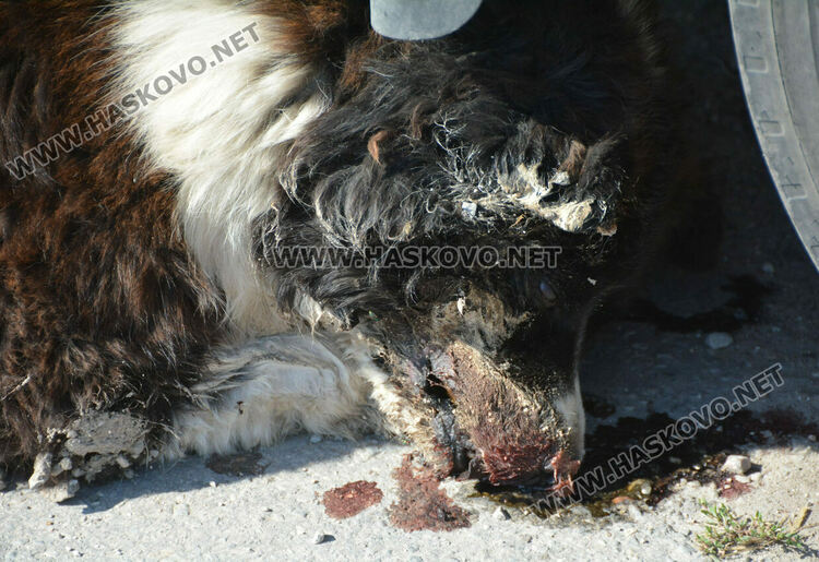 Хасковлии: Отровиха 3 кучета и котка край Тих труд