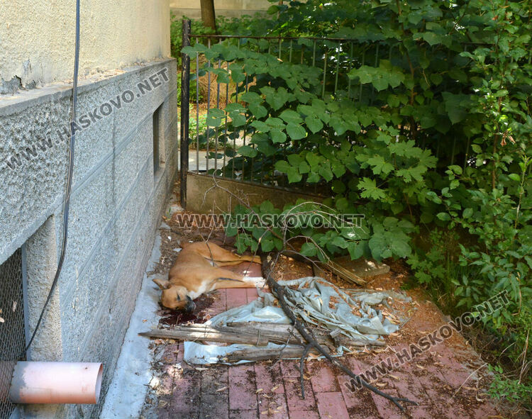 Хасковлии: Отровиха 3 кучета и котка край Тих труд