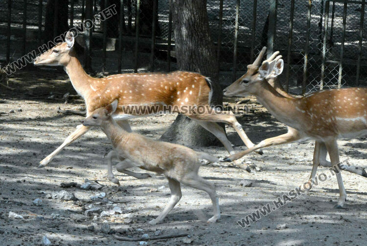 Елен албинос се роди в хасковския зоопарк