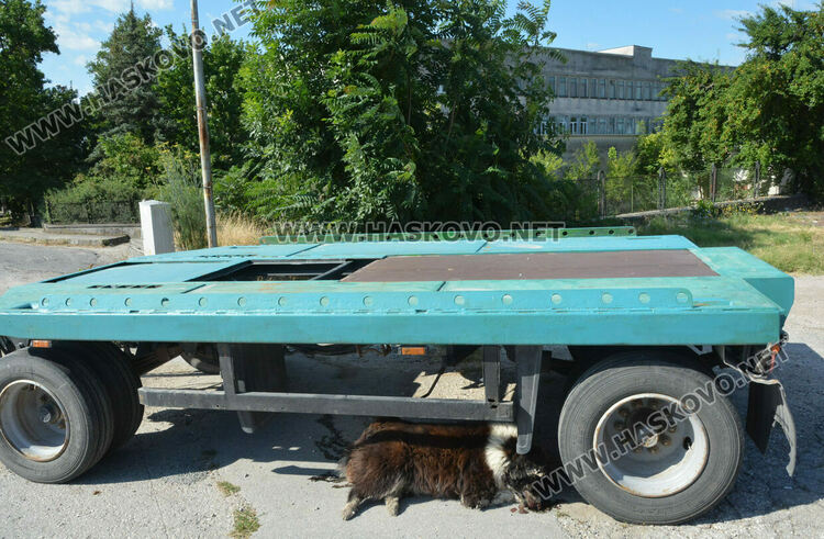 Хасковлии: Отровиха 3 кучета и котка край Тих труд
