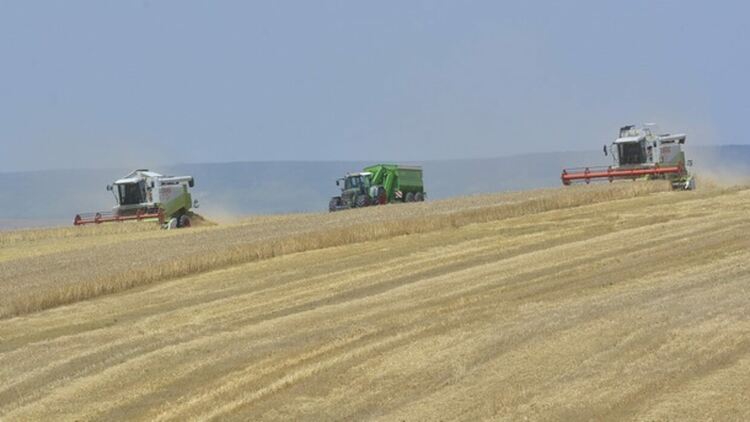 Започна прибирането на ечемика и рапицата в Пернишка област