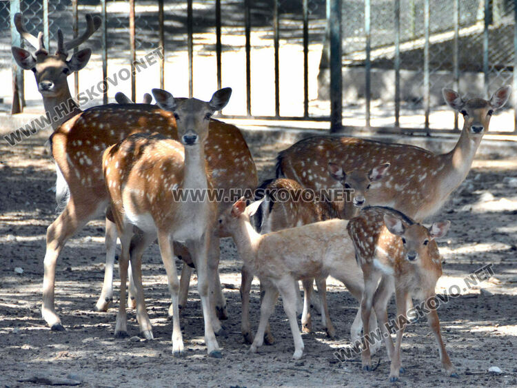 Елен албинос се роди в хасковския зоопарк