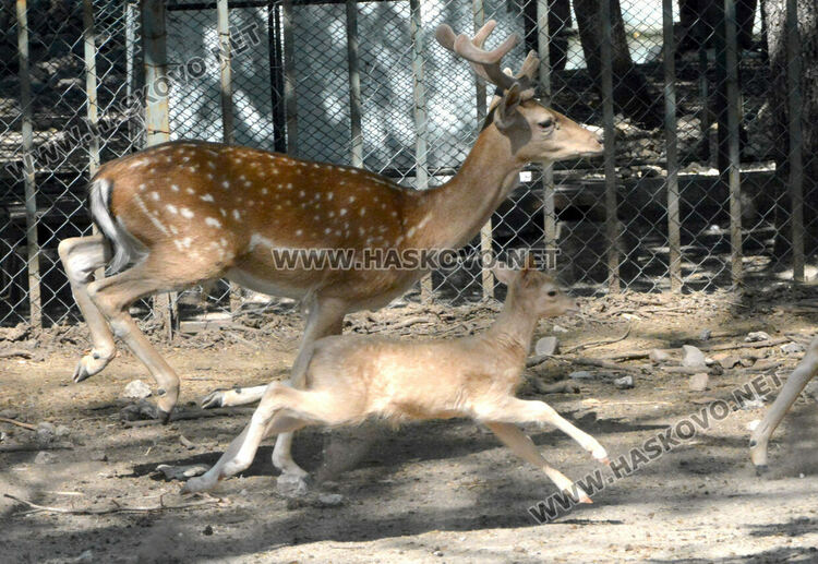 Елен албинос се роди в хасковския зоопарк