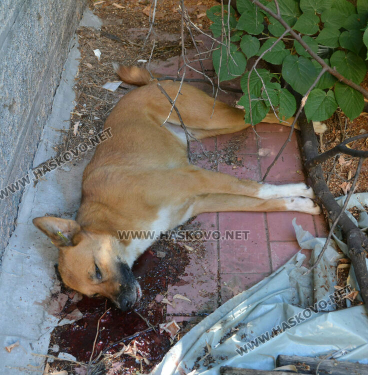 Хасковлии: Отровиха 3 кучета и котка край Тих труд