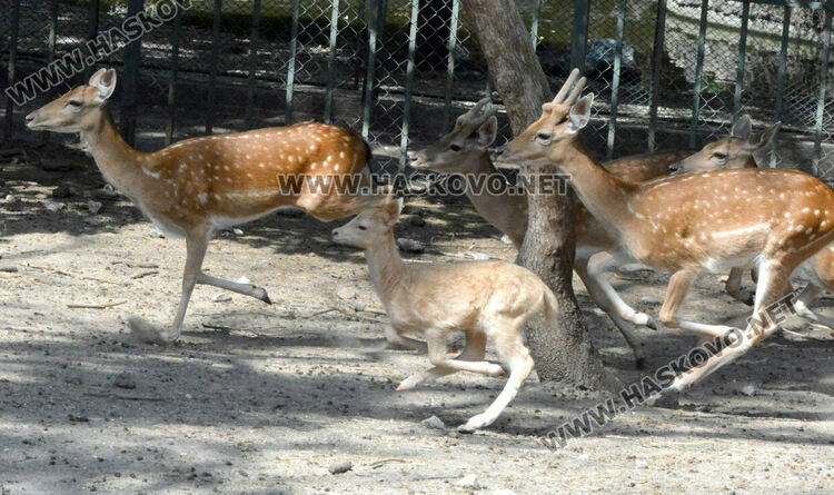 Елен албинос се роди в хасковския зоопарк