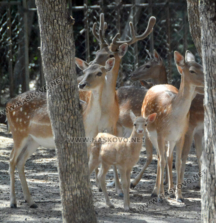 Елен албинос се роди в хасковския зоопарк