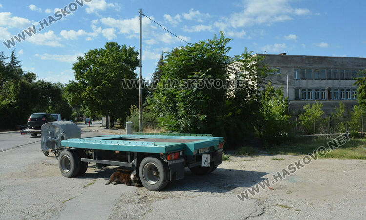 Хасковлии: Отровиха 3 кучета и котка край Тих труд