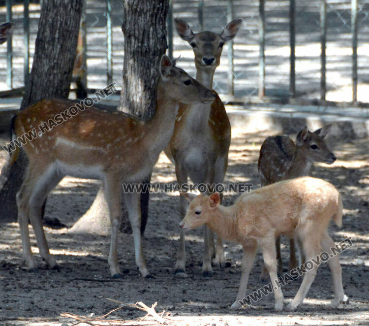 Елен албинос се роди в хасковския зоопарк