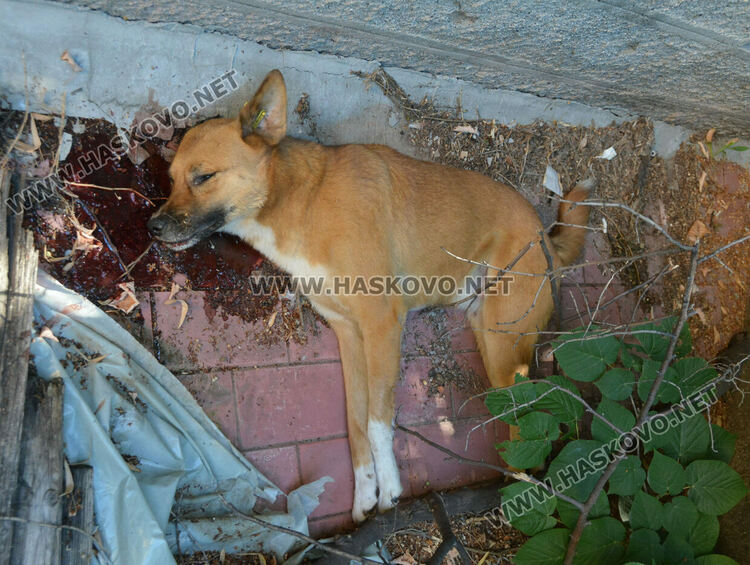 Хасковлии: Отровиха 3 кучета и котка край Тих труд