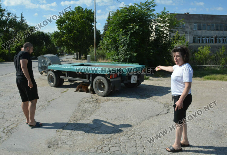 Хасковлии: Отровиха 3 кучета и котка край Тих труд