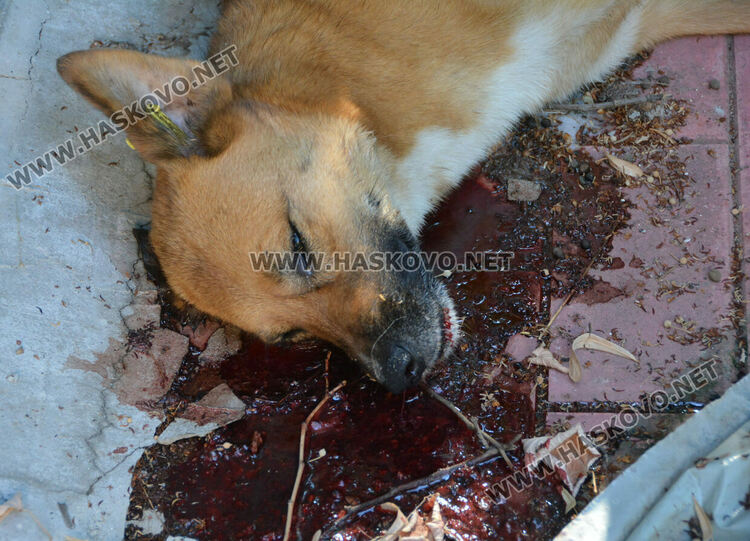 Хасковлии: Отровиха 3 кучета и котка край Тих труд