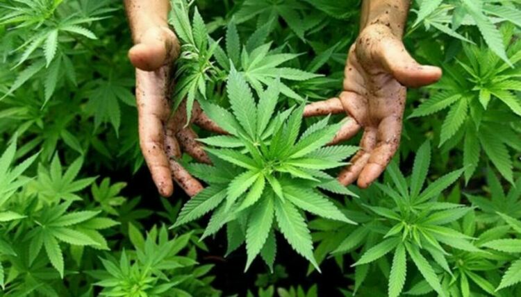 Арестуваха хасковлия докато прекопава конопената си градина