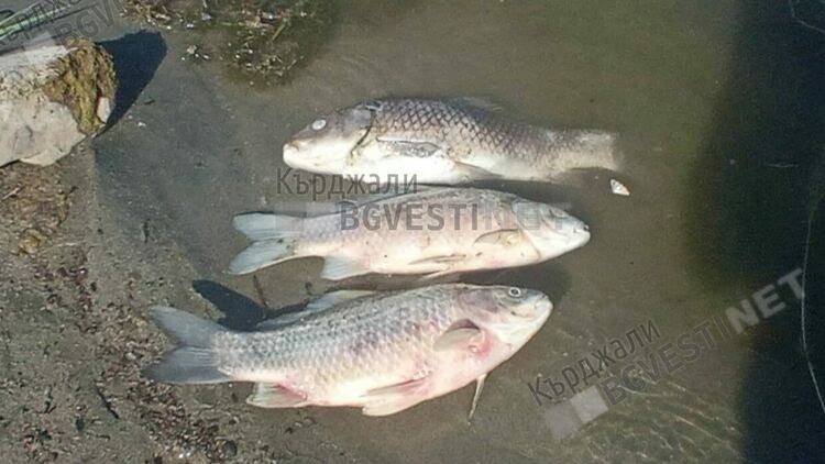 Окончателно:РИОСВ-Хасково оневини „Теклас” и „Яйцепром” за умрялата риба във Върбица