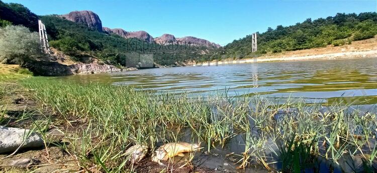 Окончателно:РИОСВ-Хасково оневини „Теклас” и „Яйцепром” за умрялата риба във Върбица