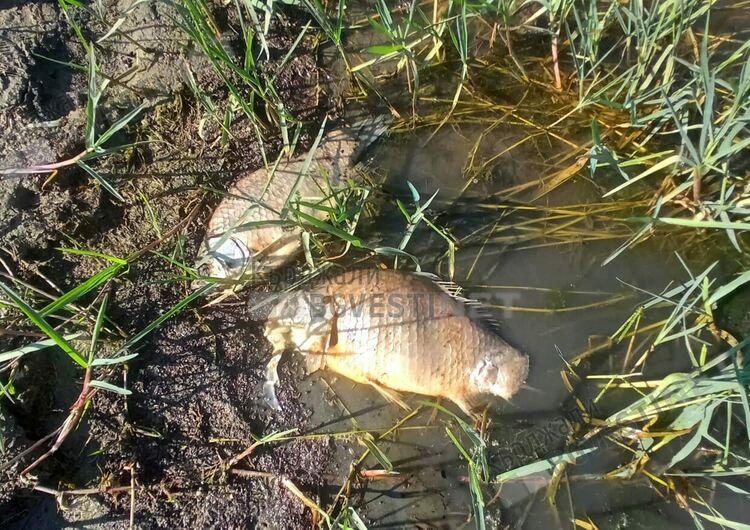 Окончателно:РИОСВ-Хасково оневини „Теклас” и „Яйцепром” за умрялата риба във Върбица