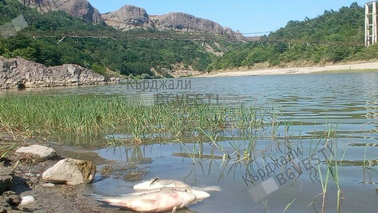 Окончателно:РИОСВ-Хасково оневини „Теклас” и „Яйцепром” за умрялата риба във Върбица