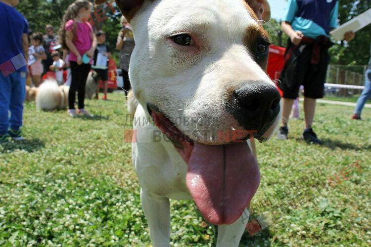 Димитровград ще бъде домакин на Национална Киноложка изложба за породисти кучета