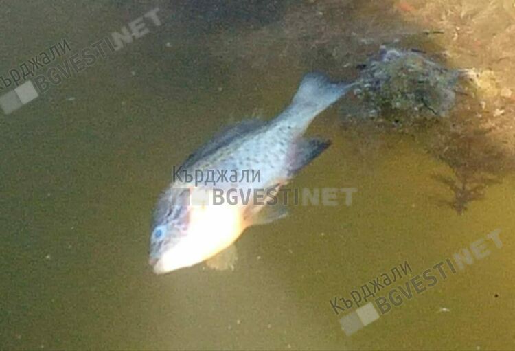 Окончателно:РИОСВ-Хасково оневини „Теклас” и „Яйцепром” за умрялата риба във Върбица
