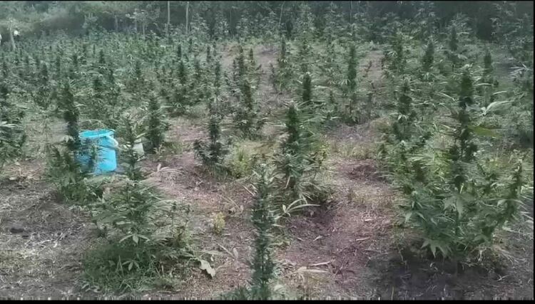 Откриха нива с коноп край пчелин, задържаха дрогиран водач