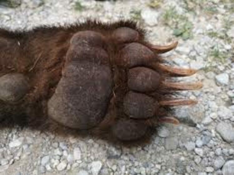 Отстреляха мечката вилняла по Арденското корито, "обвинена" е в убийството на 20 домашни животни