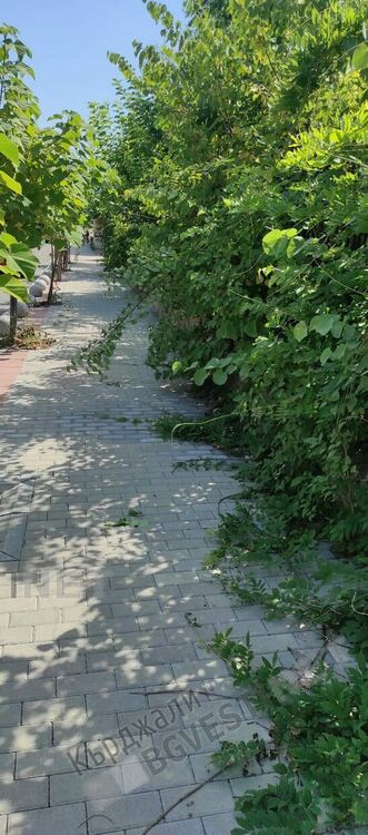 Стълбищата към тубдиспансера обраснаха с храсти, преминаването затруднено