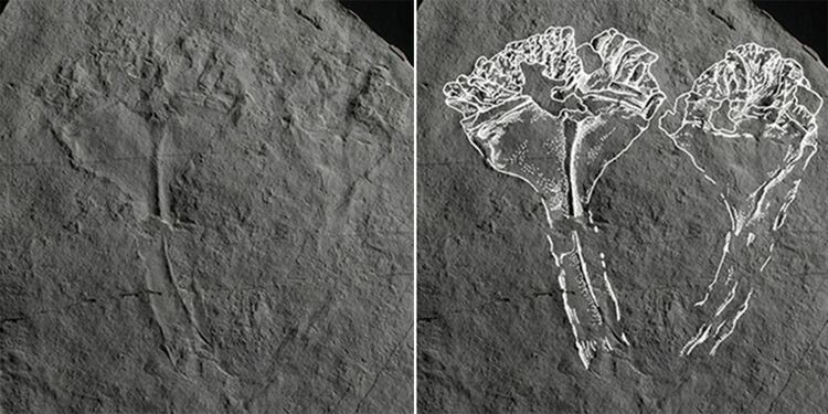 Кръстиха първото хищно животно на сър Дейвид Атънбъро