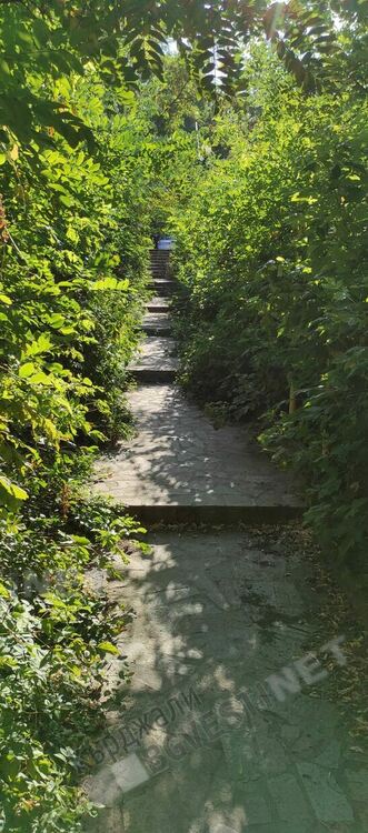 Стълбищата към тубдиспансера обраснаха с храсти, преминаването затруднено