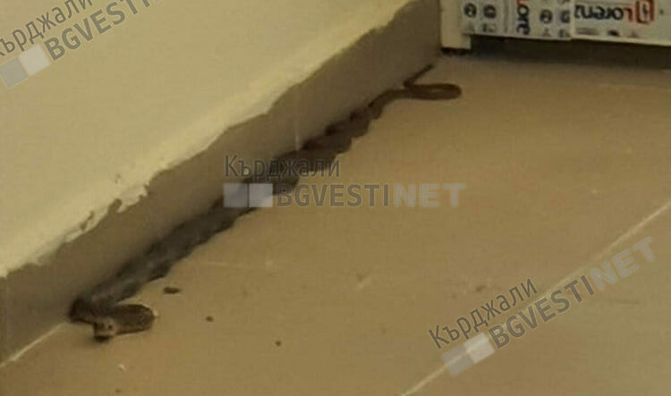 Змията в Кърджали