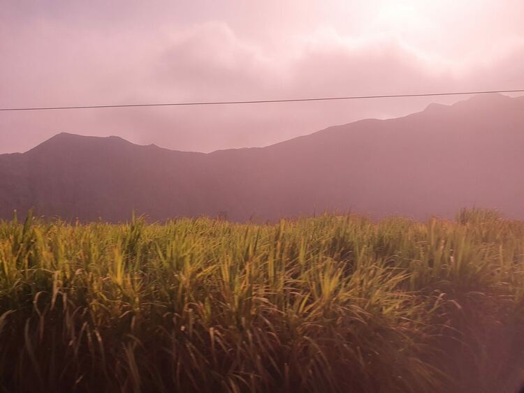 Тръстикови полета