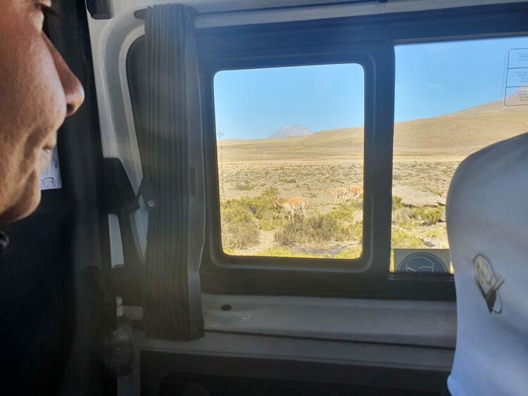 Ламите се разхождат край пътя