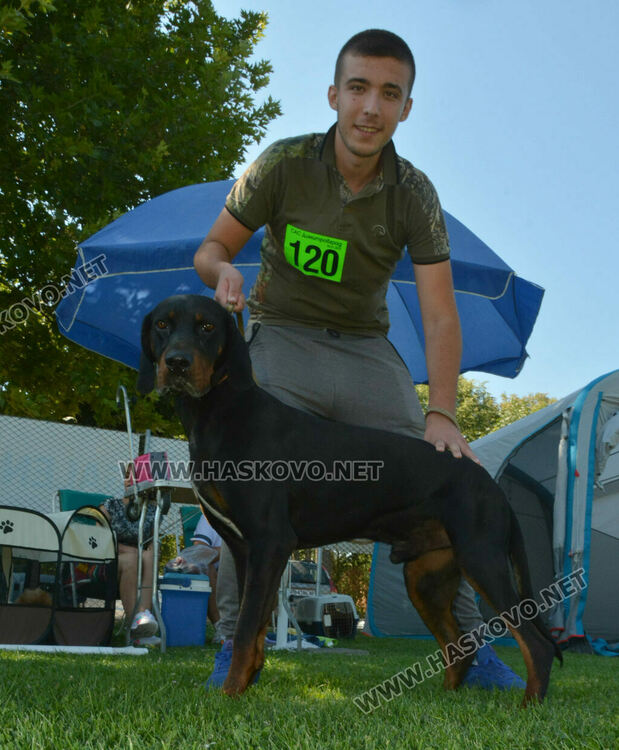 Четириноги красавци от 10 породи на парад в парк „Марица“