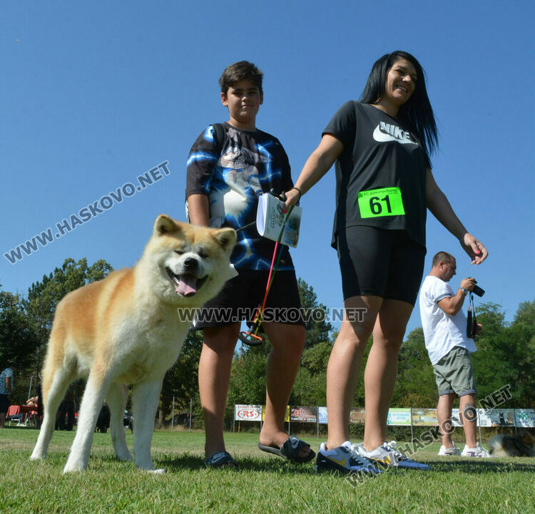 Четириноги красавци от 10 породи на парад в парк „Марица“