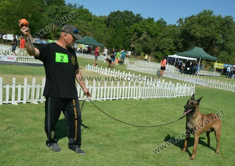 Четириноги красавци от 10 породи на парад в парк „Марица“