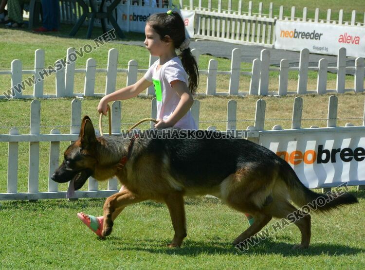 Четириноги красавци от 10 породи на парад в парк „Марица“