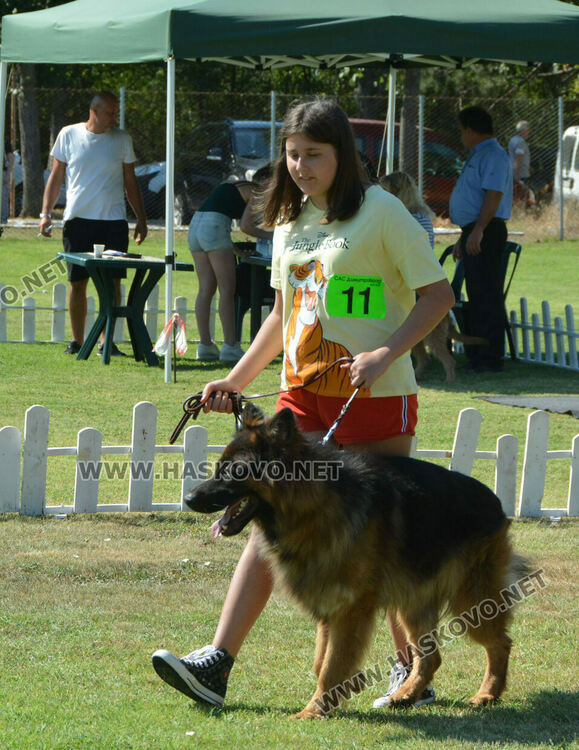 Четириноги красавци от 10 породи на парад в парк „Марица“