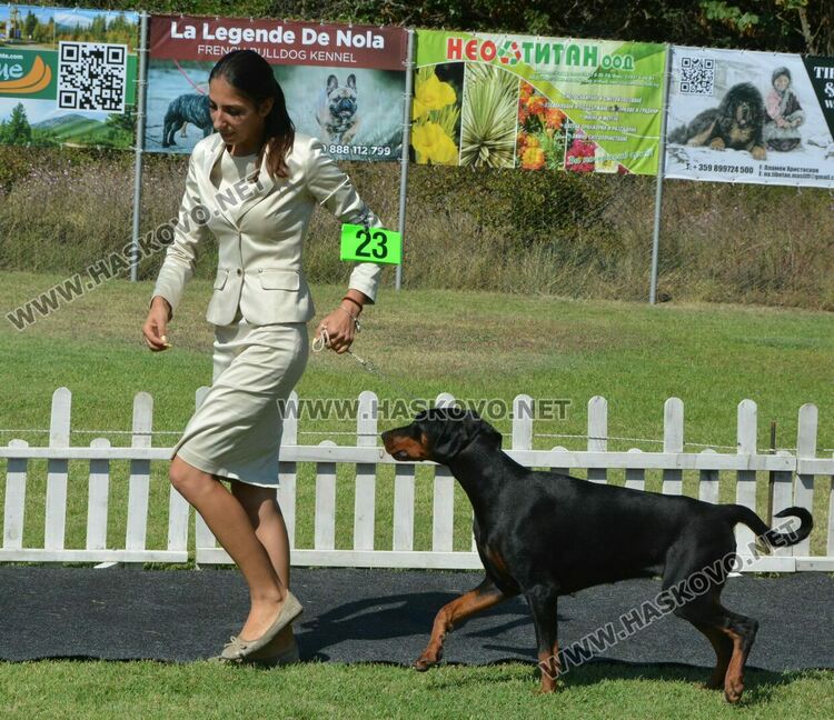 Четириноги красавци от 10 породи на парад в парк „Марица“