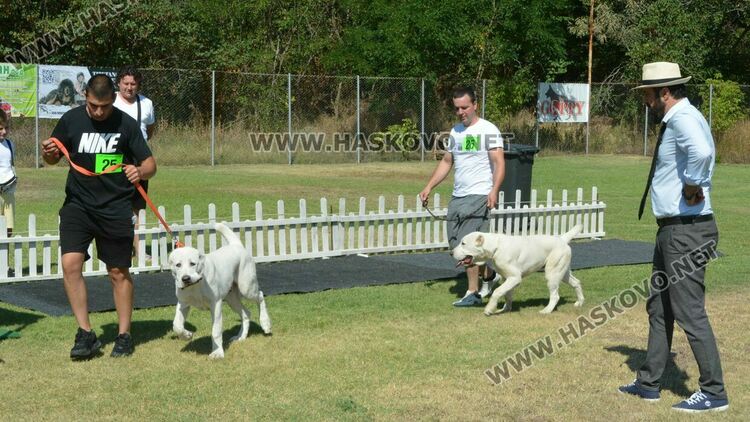 Четириноги красавци от 10 породи на парад в парк „Марица“