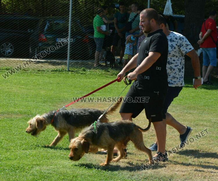 Четириноги красавци от 10 породи на парад в парк „Марица“