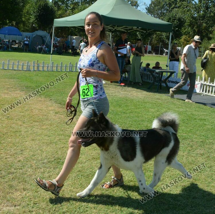 Четириноги красавци от 10 породи на парад в парк „Марица“