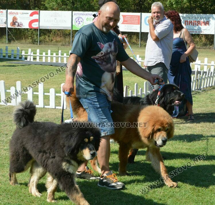 Четириноги красавци от 10 породи на парад в парк „Марица“