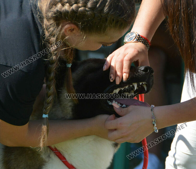 Четириноги красавци от 10 породи на парад в парк „Марица“