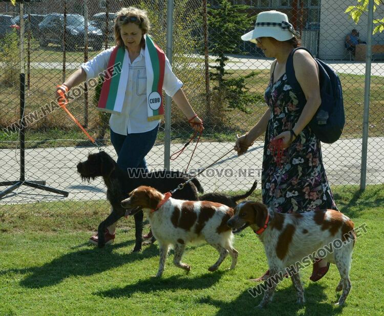 Четириноги красавци от 10 породи на парад в парк „Марица“