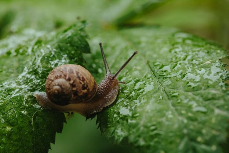 Облачно и ветровито с валежи в неделя