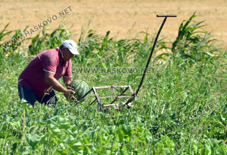 Жалват се от ежедневни проверки на пазара между Хасково и Конуш