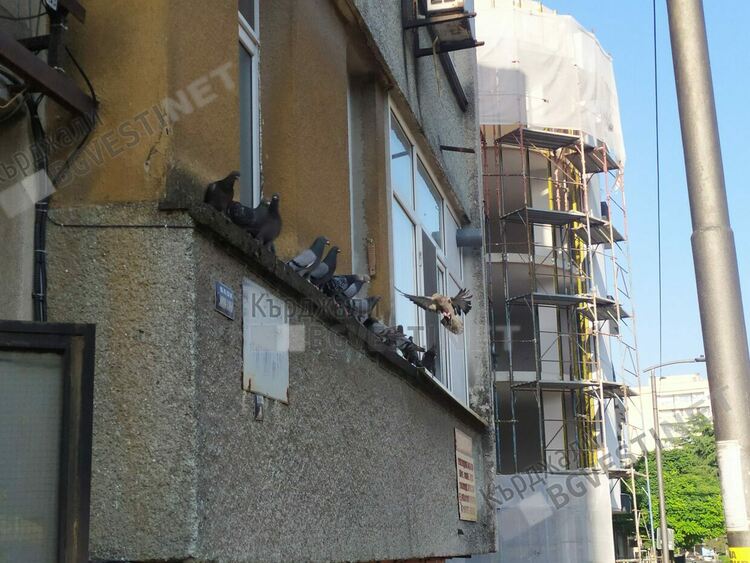 Дивите гълъби отнеха териториите на гугутките в Кърджали,сивите птици изчезнаха