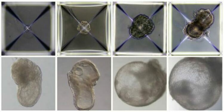 Без яйцеклетка, сперма или утроба е създаден синтетичен ембрион