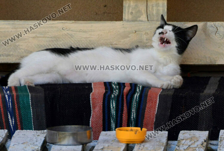 Общностният център в Хасково търси подкрепа от доброволци за изграждане на сензорна градина 