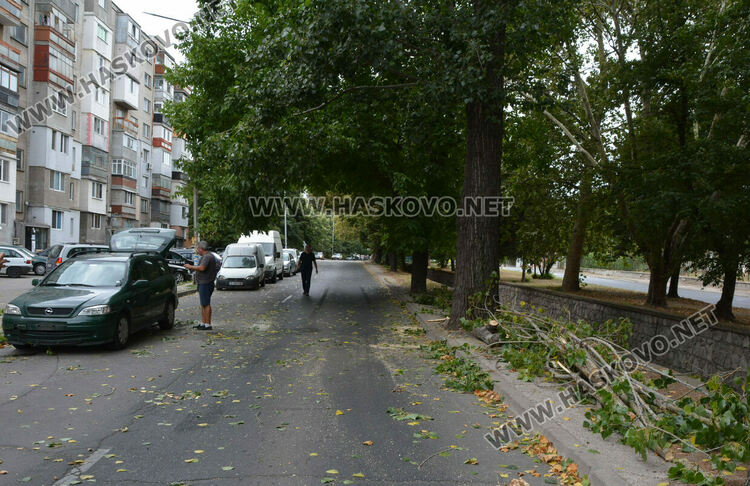 Клон от топола се счупи и падна върху кола в Хасково