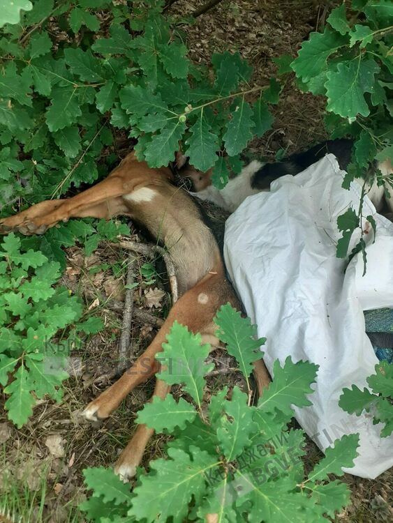 Двойно убийство на беззащитни кучета в Рани лист,полицията е на място и го разследва